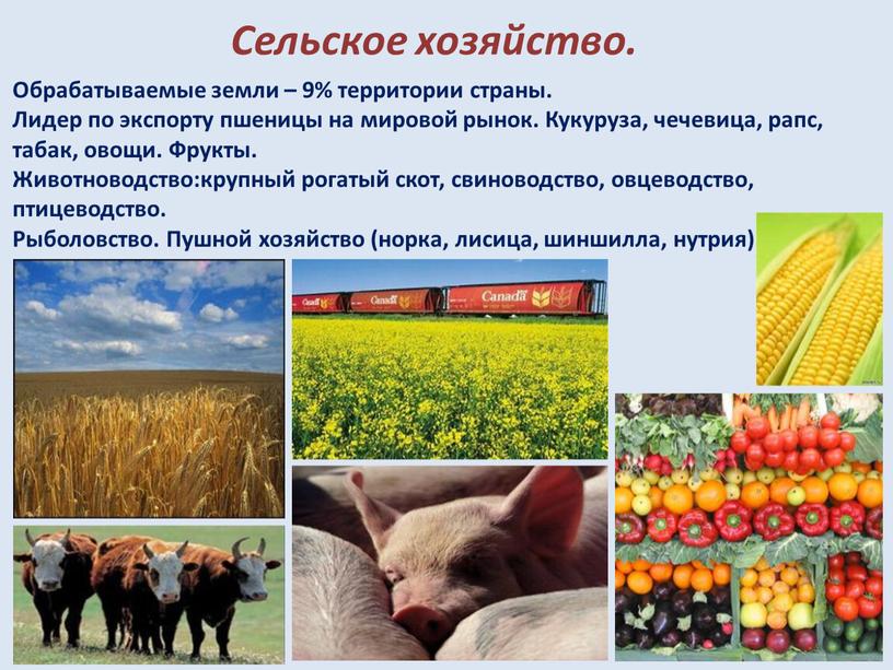 Сельское хозяйство. Обрабатываемые земли – 9% территории страны