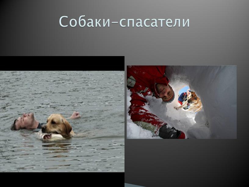 Собаки-спасатели