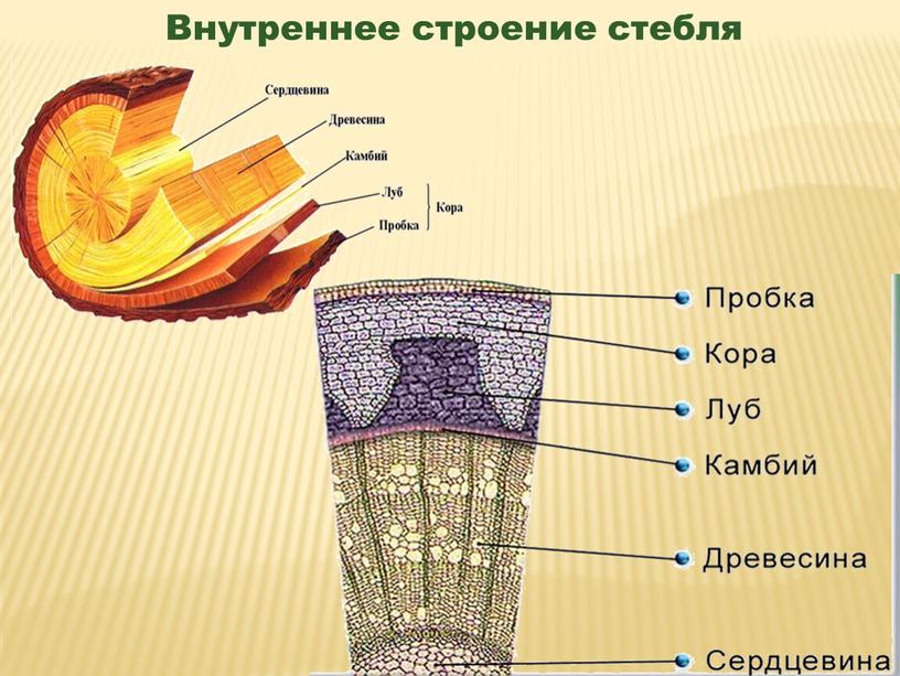 Внутреннее строение стебля