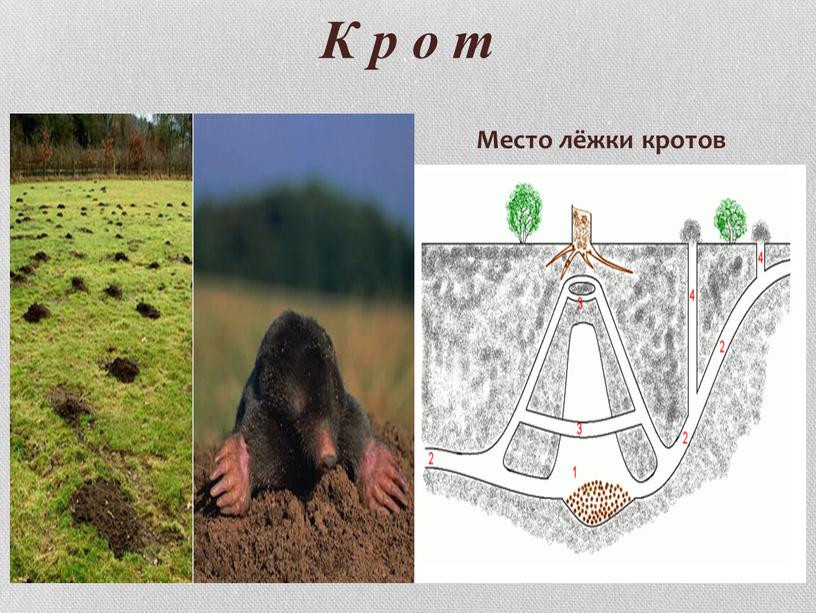 К р о т Место лёжки кротов