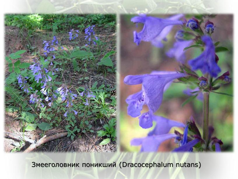 Змееголовник поникший (Dracocephalum nutans)