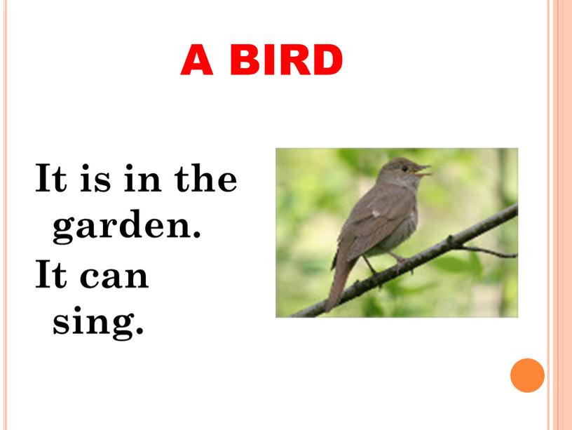 A BIRD It is in the garden. It can sing