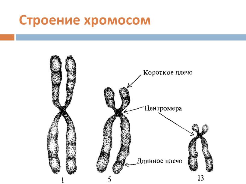 Строение хромосом