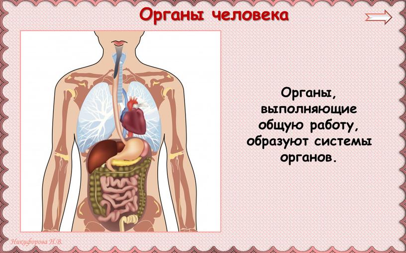 Органы, выполняющие общую работу, образуют системы органов