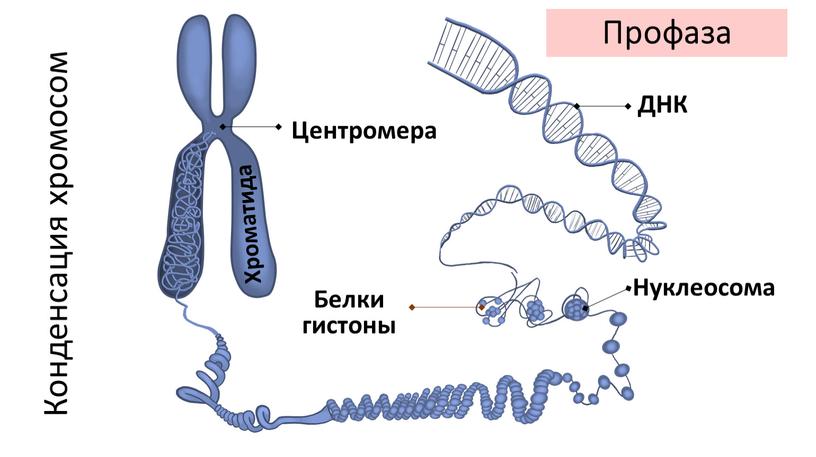 ДНК Нуклеосома Белки гистоны Хроматида