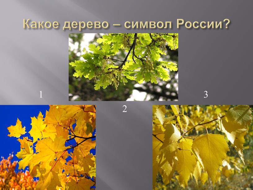 Какое дерево – символ России? 1 3 2