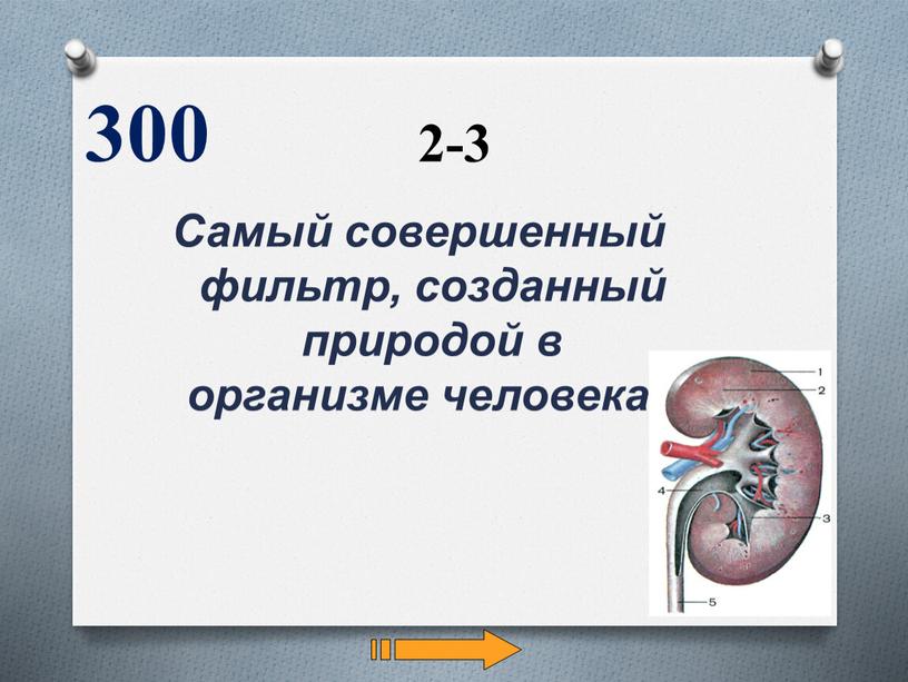 Самый совершенный фильтр, созданный природой в организме человека? 300