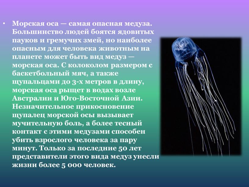 Морская оса — самая опасная медуза