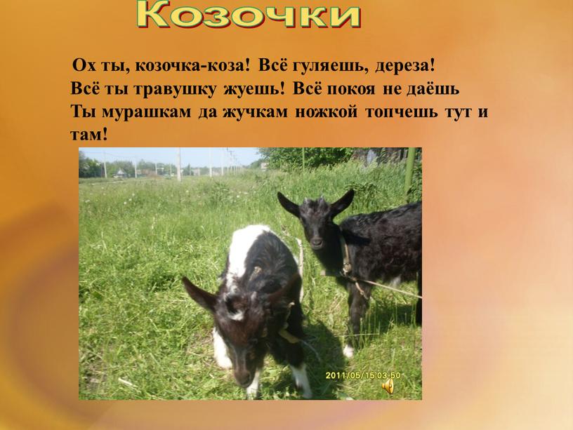 Ох ты, козочка-коза! Всё гуляешь, дереза!