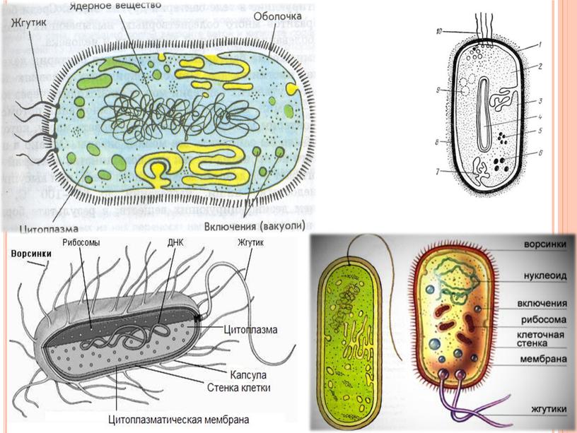 «Бактерии — живые организмы»