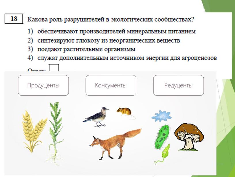 Разбор дэмо-версии по биологии 2019