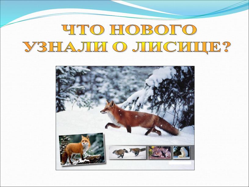 ЧТО НОВОГО УЗНАЛИ О ЛИСИЦЕ?