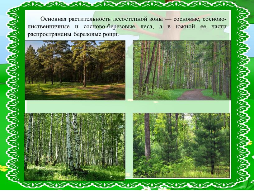 Основная растительность лесостепной зоны — сосновые, сосново-лиственничные и сосново-березовые леса, а в южной ее части распространены березовые рощи