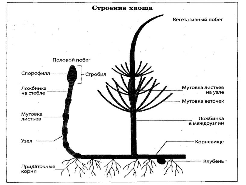 Презентация по биологии на тему "Хвощевидные"