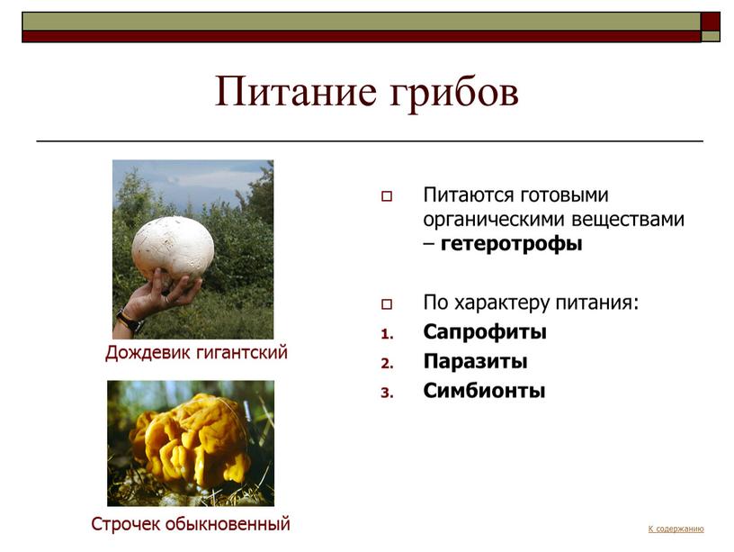 Питание грибов Питаются готовыми органическими веществами – гетеротрофы