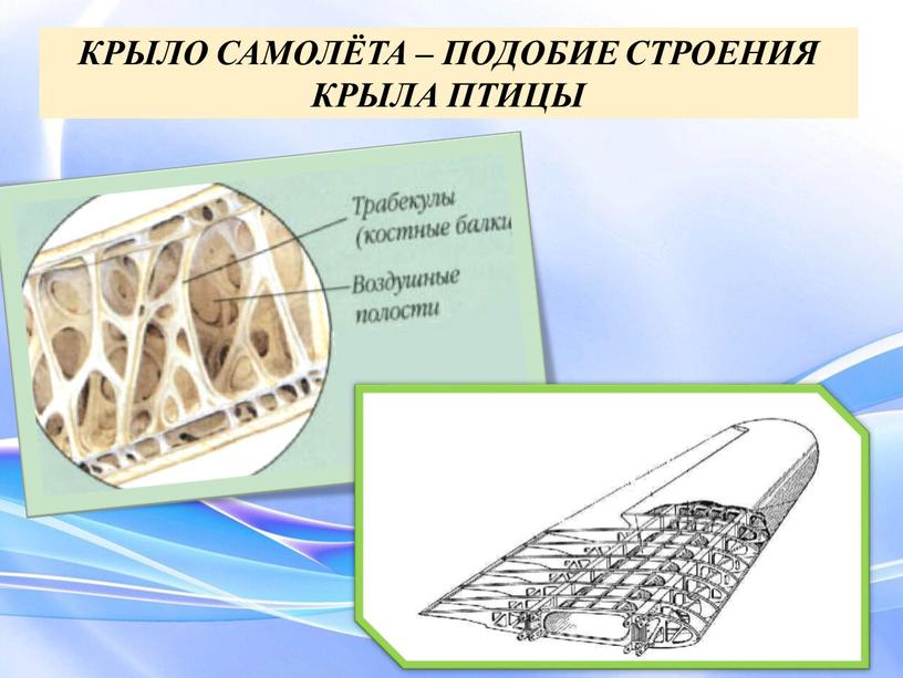 КРЫЛО САМОЛЁТА – ПОДОБИЕ СТРОЕНИЯ