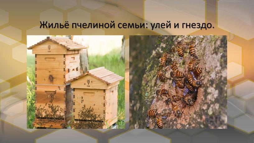 Жильё пчелиной семьи: улей и гнездо