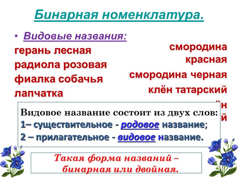 Бинарная номенклатура. Видовые названия: герань лесная радиола розовая фиалка собачья лапчатка прямостоячая смородина красная смородина черная клён татарский клён остролистный