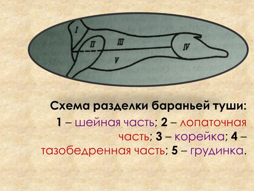 Схема разделки бараньей туши: 1 – шейная часть; 2 – лопаточная часть; 3 – корейка; 4 – тазобедренная часть; 5 – грудинка