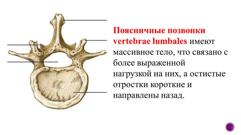 Поясничные позвонки vertebrae lumbales имеют массивное тело, что связано с более выраженной нагрузкой на них, а остистые отростки короткие и направлены назад