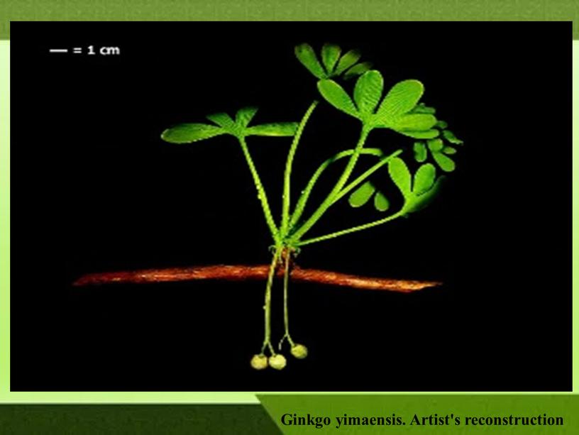 Ginkgo yimaensis. Artist's reconstruction