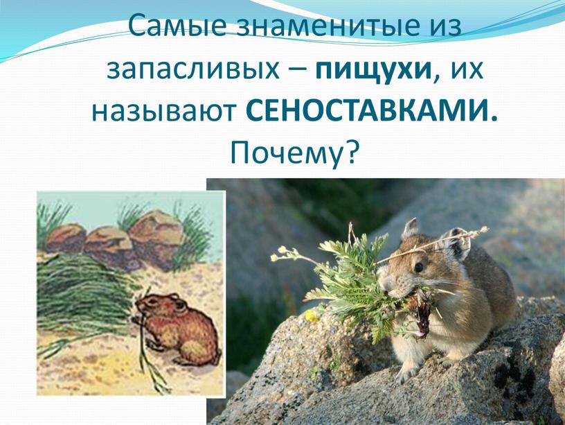 Самые знаменитые из запасливых – пищухи , их называют