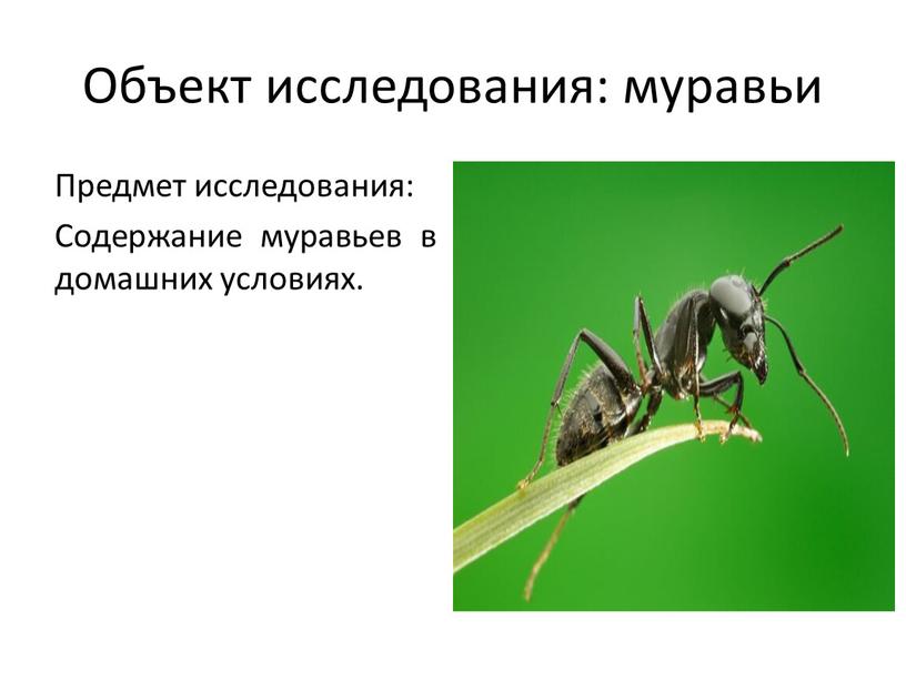 Объект исследования: муравьи Предмет исследования: