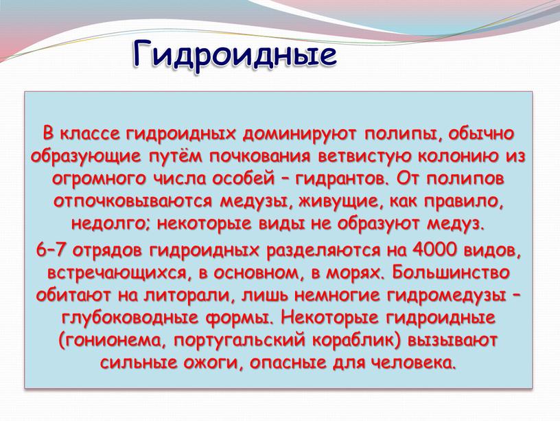 В классе гидроидных доминируют полипы, обычно образующие путём почкования ветвистую колонию из огромного числа особей – гидрантов