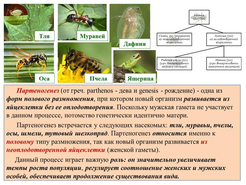 Партеногенез (от греч. parthenos - дева и genesis - рождение) - одна из форм полового размножения , при котором новый организм развивается из яйцеклетки без…