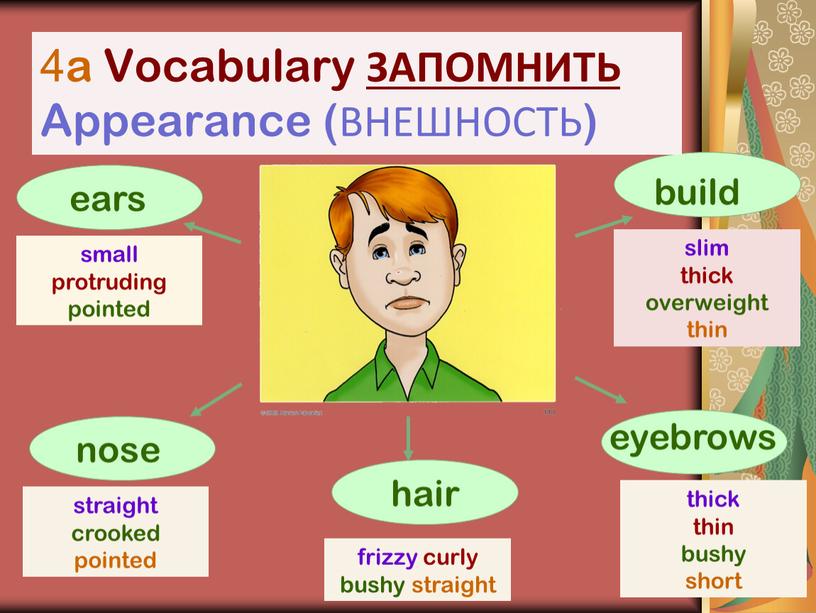 Vocabulary ЗАПОМНИТЬ Appearance (ВНЕШНОСТЬ) ears build nose small protruding pointed hair eyebrows straight crooked pointed frizzy curly bushy straight slim thick overweight thin thick thin…