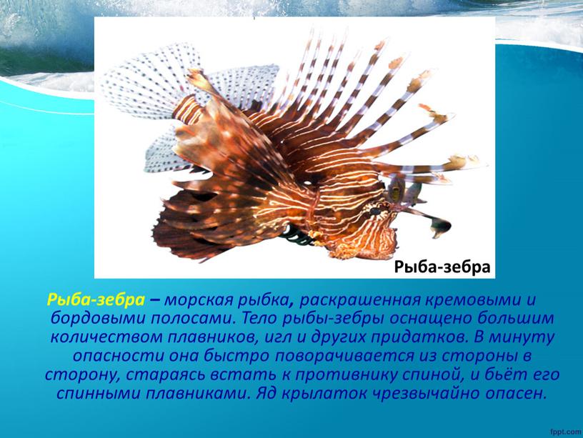 Рыба-зебра – морская рыбка , раскрашенная кремовыми и бордовыми полосами