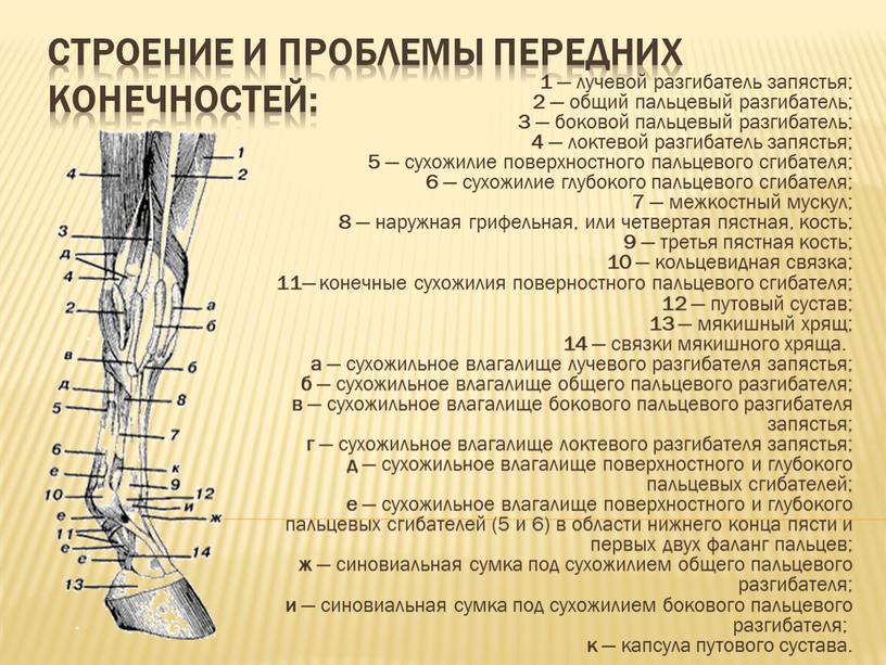 Строение и проблемы Передних конечностей: 1 — лучевой разгибатель запястья; 2 — общий пальцевый разгибатель; 3 — боковой пальцевый разгибатель; 4 — локтевой разгибатель запястья;…