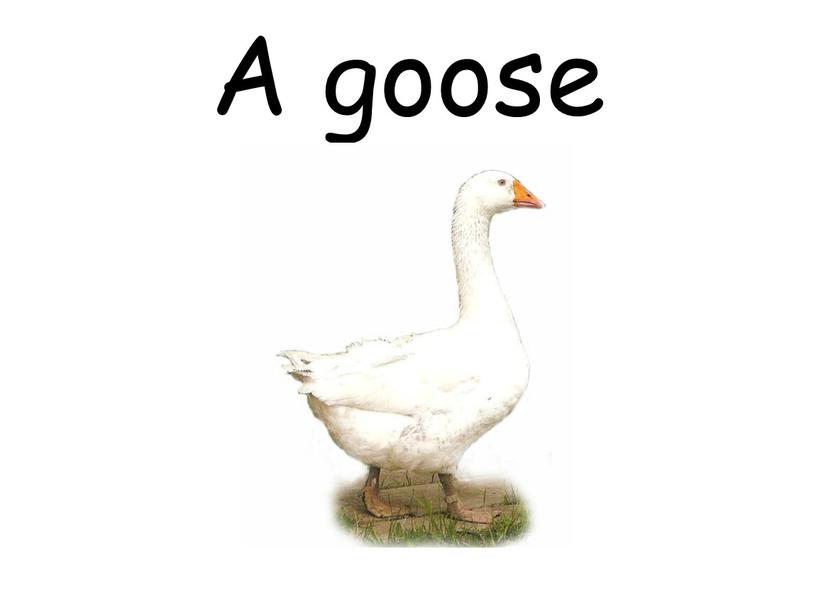 A goose