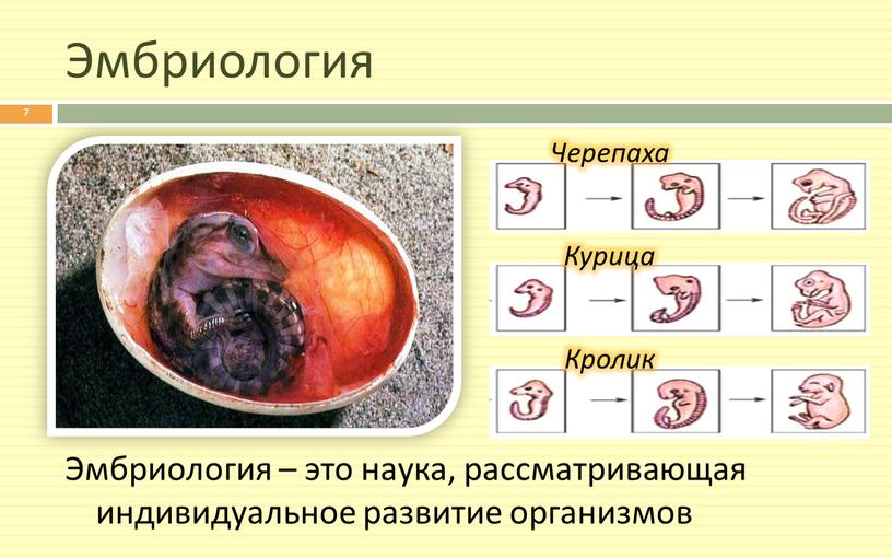 Эмбриология Эмбриология – это наука, рассматривающая индивидуальное развитие организмов 7