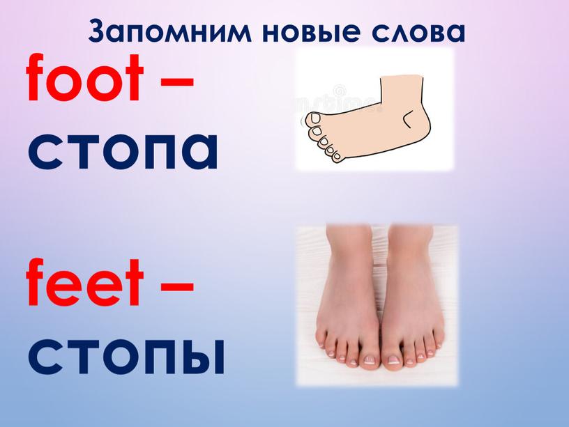 Запомним новые слова foot – стопа fееt – стопы