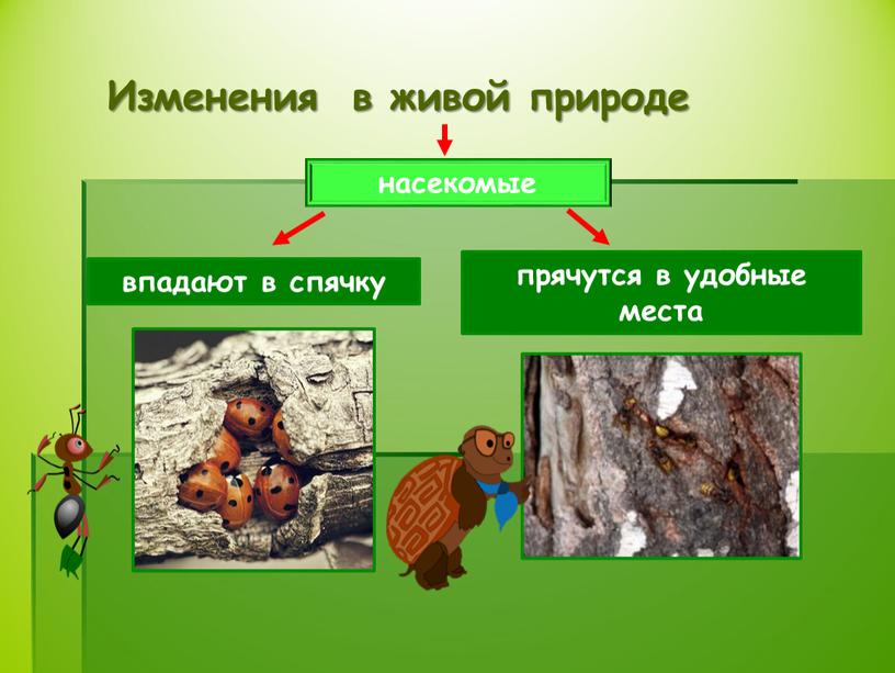 Изменения в живой природе насекомые впадают в спячку прячутся в удобные места