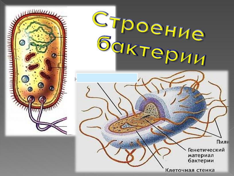 Презентация"Бактерии -самые маленькие организмы"