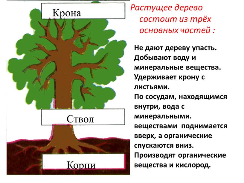 Крона Ствол Корни Растущее дерево состоит из трёх основных частей :