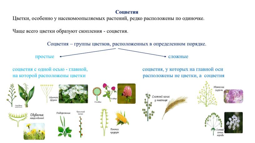 Соцветия Цветки, особенно у насекомоопыляемых растений, редко расположены по одиночке