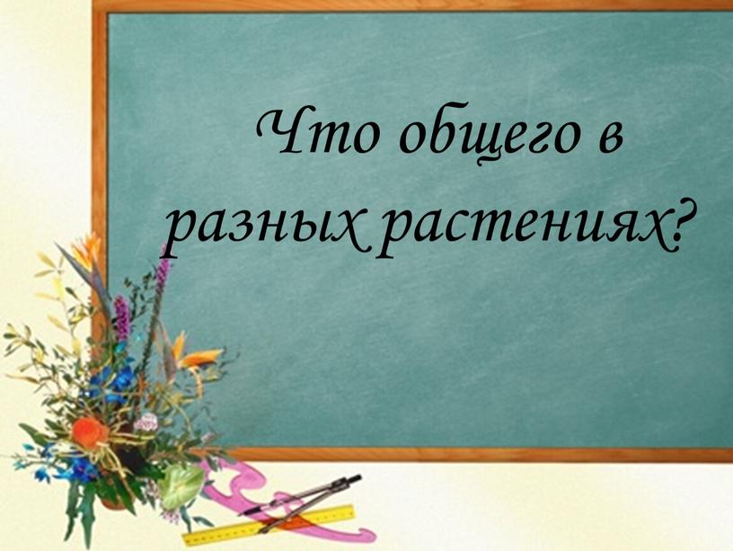 Что общего в разных растениях?