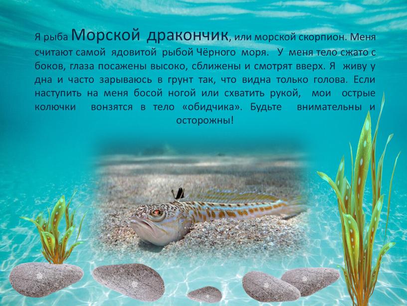 Я рыба Морской дракончик, или морской скорпион