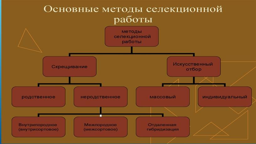 Презентация по биологии "Основные моменты селекции"