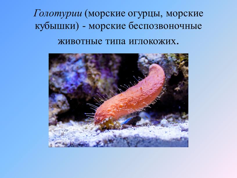 Голотурии (морские огурцы, морские кубышки) - морские беспозвоночные животные типа иглокожих