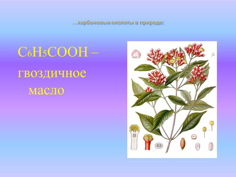 …карбоновые кислоты в природе: С6Н5СООН – гвоздичное масло