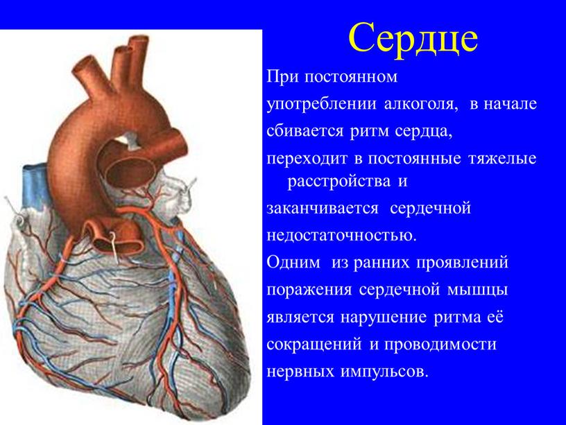 Сердце При постоянном употреблении алкоголя, в начале сбивается ритм сердца, переходит в постоянные тяжелые расстройства и заканчивается сердечной недостаточностью