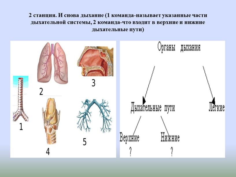 И снова дыхание (1 команда-называет указанные части дыхательной системы, 2 команда-что входит в верхние и нижние дыхательные пути)