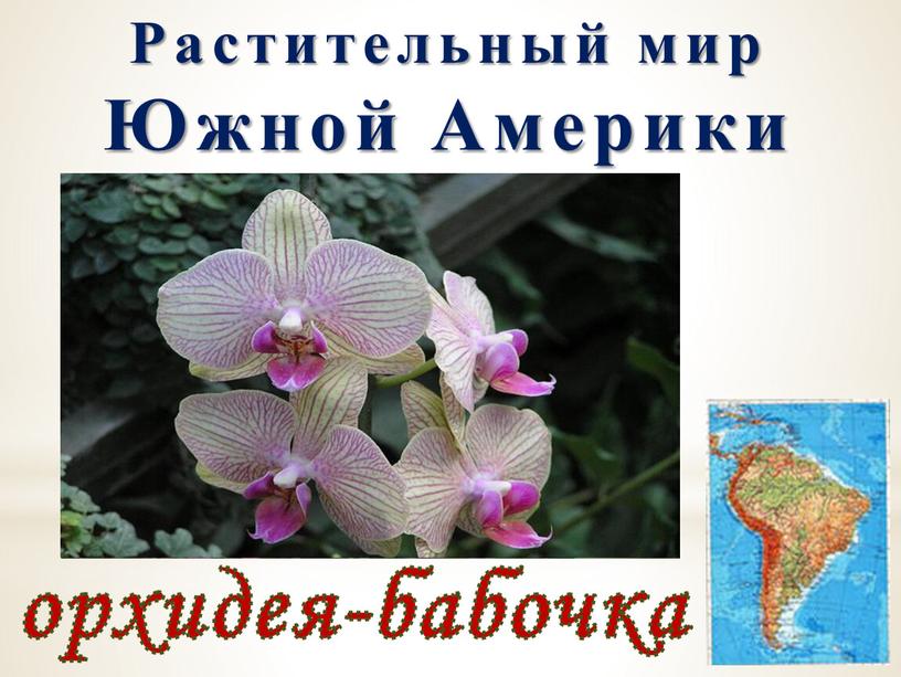 Растительный мир Южной Америки орхидея-бабочка