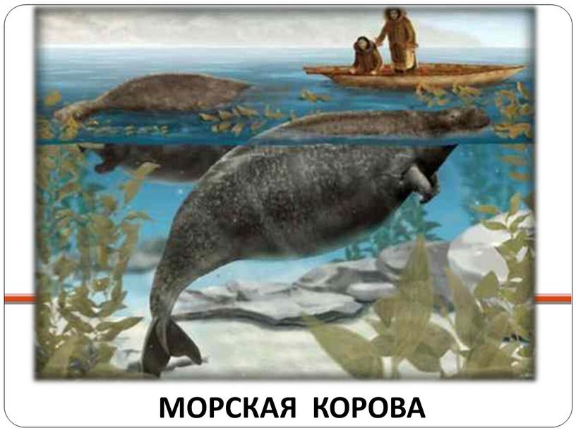 МОРСКАЯ КОРОВА