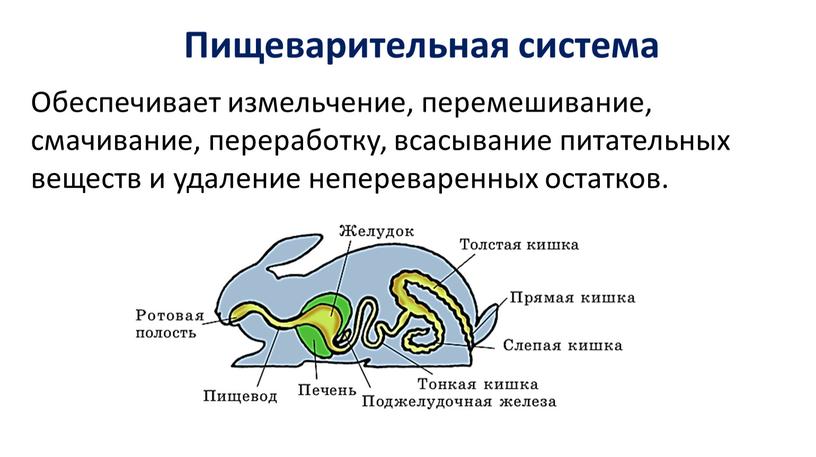 Пищеварительная система Обеспечивает измельчение, перемешивание, смачивание, переработку, всасывание питательных веществ и удаление непереваренных остатков