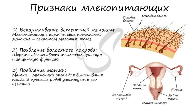 Многообразие класса Млекопитающие. Основные эволюционные преобразования и внутренне строение представителей.